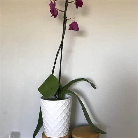 Orchid leaves drooping. Things To Know About Orchid leaves drooping. 